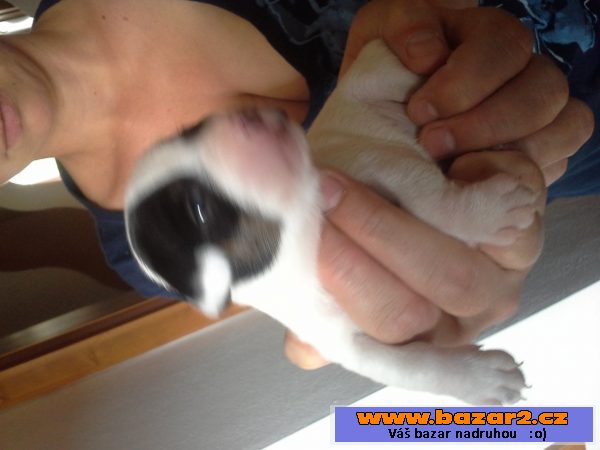 prodám stenata jack russell terier