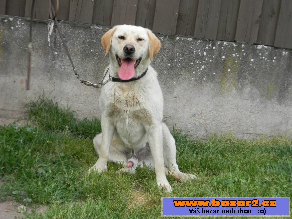 Labrador bez PP