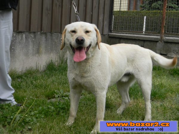 Labrador bez PP