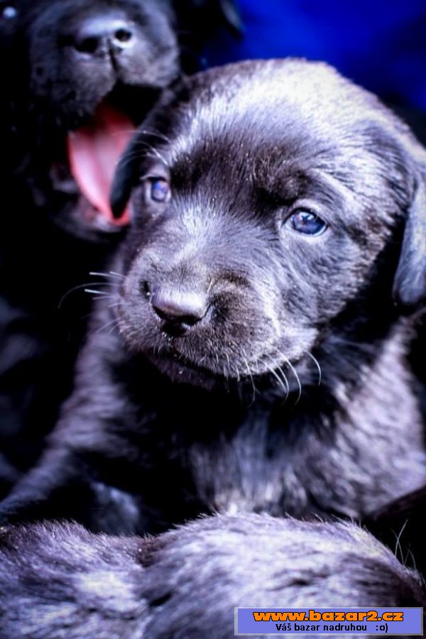 PRODÁM ŠTĚŇÁTKA ČERNÉHO LABRADORA
