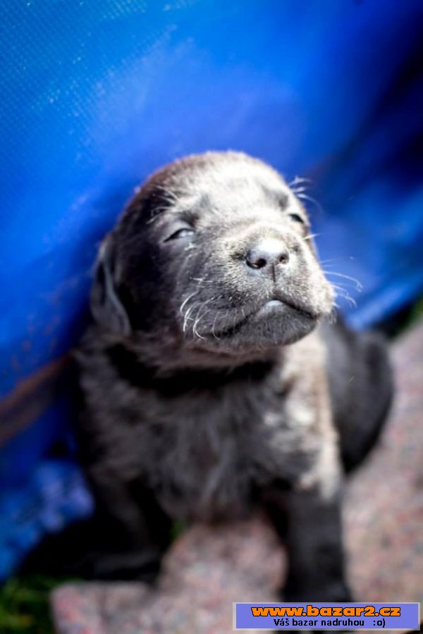PRODÁM ŠTĚŇÁTKA ČERNÉHO LABRADORA