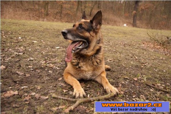 DIESEL - Německý ovčák - pes