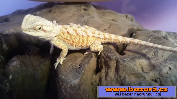 AGAMA VOUSATÁ (orange tiger)
