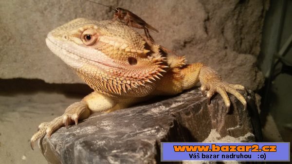 AGAMA VOUSATÁ (orange tiger)