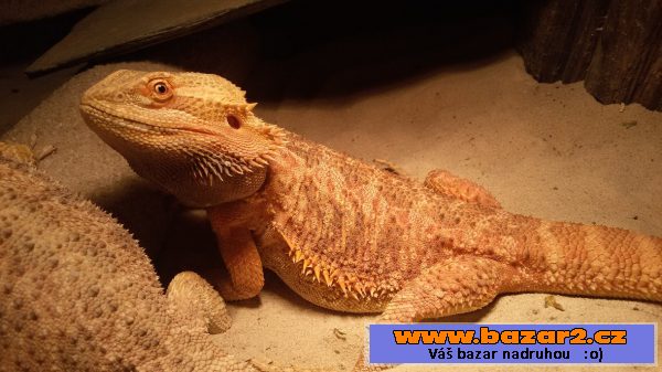 AGAMA VOUSATÁ (orange tiger)