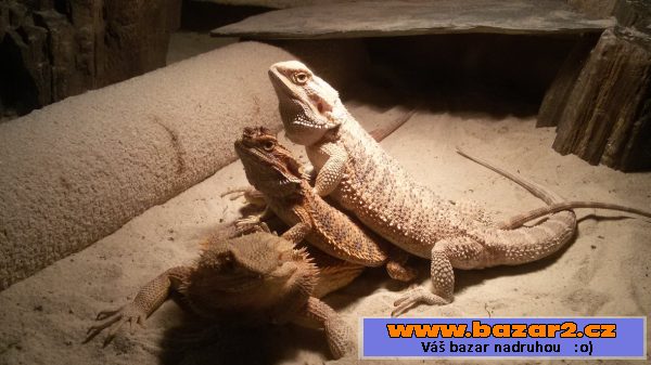 AGAMA VOUSATÁ (orange tiger)
