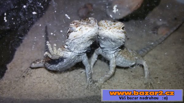 AGAMA VOUSATÁ (orange tiger)