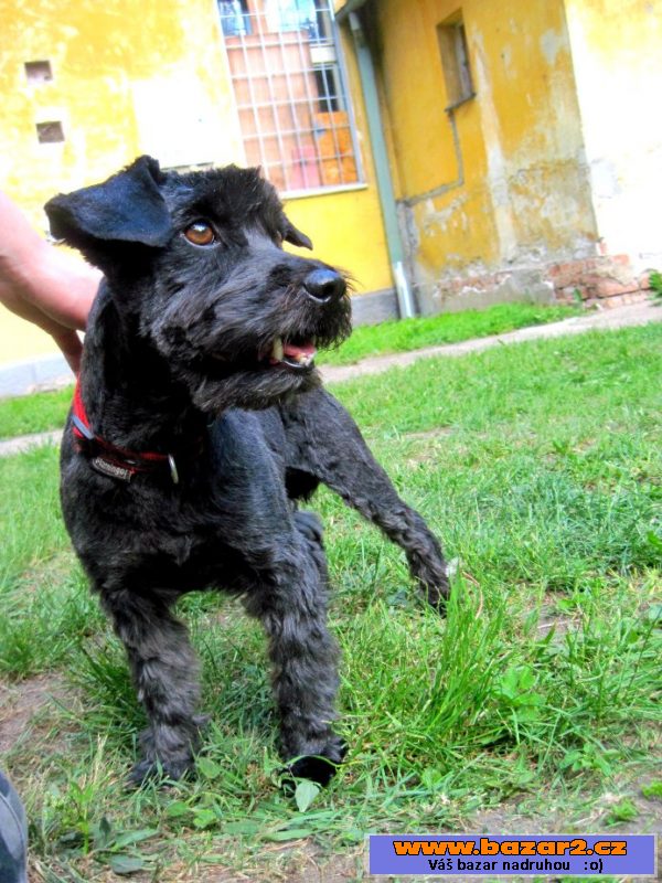 Čertík BERTÍK - malý knírač