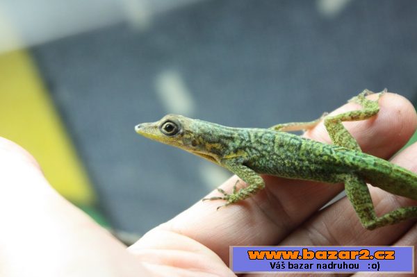 Anolis Roquet Majolgris