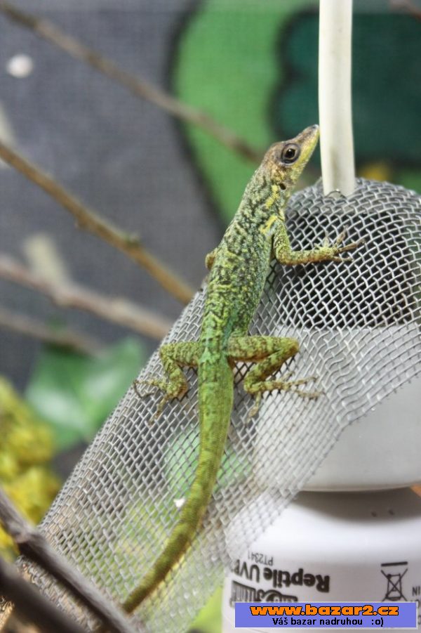 Anolis Roquet Majolgris
