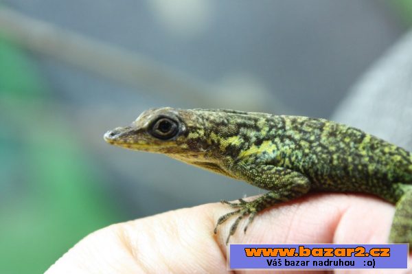 Anolis Roquet Majolgris