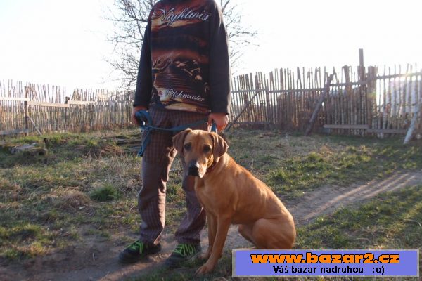Ridgebacka BELA hledá domov !