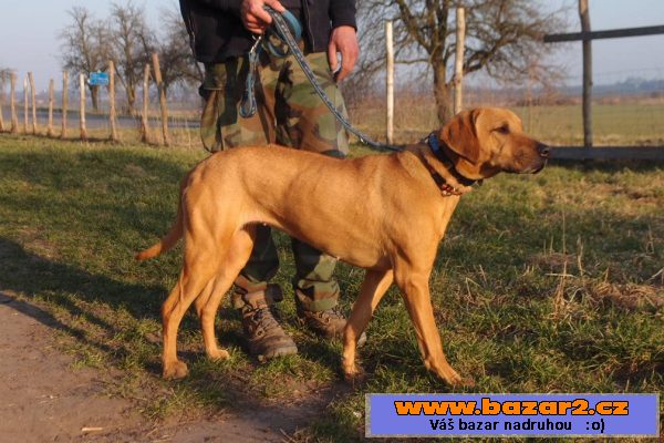 Ridgebacka BELA hledá domov !