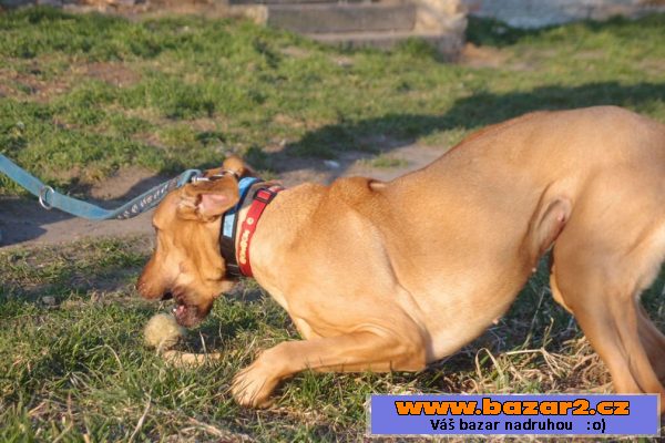 Ridgebacka BELA hledá domov !