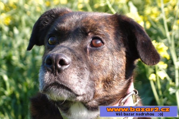  Kříženec (buldok X boxer) 9let 