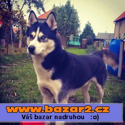  Sibiřský husky ke krytí 