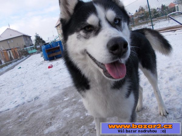  Sibiřský husky ke krytí 