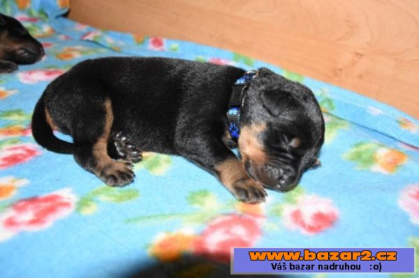 CHS nabízí štěňata beauceronů s PP