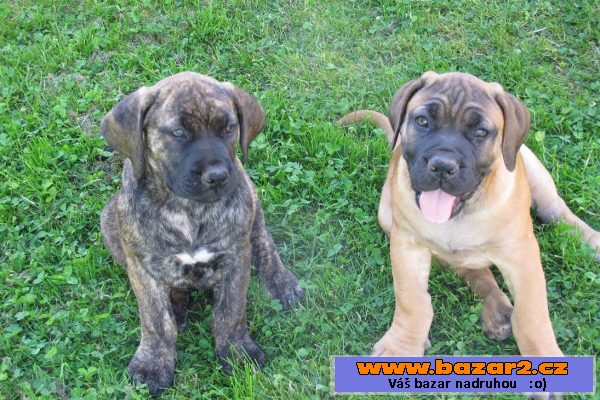 Boerboel, Burbul, Búrský buldog