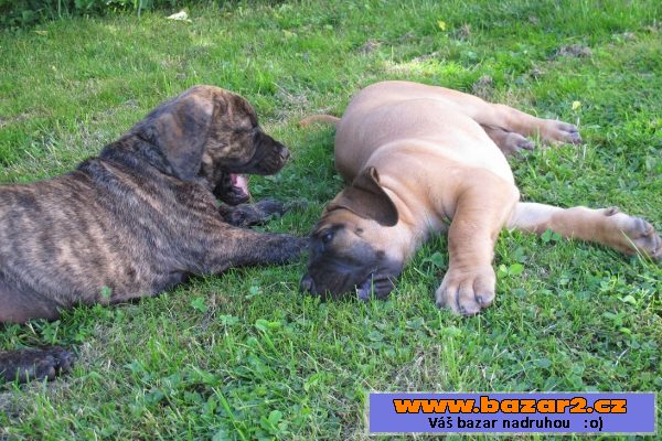 Boerboel, Burbul, Búrský buldog