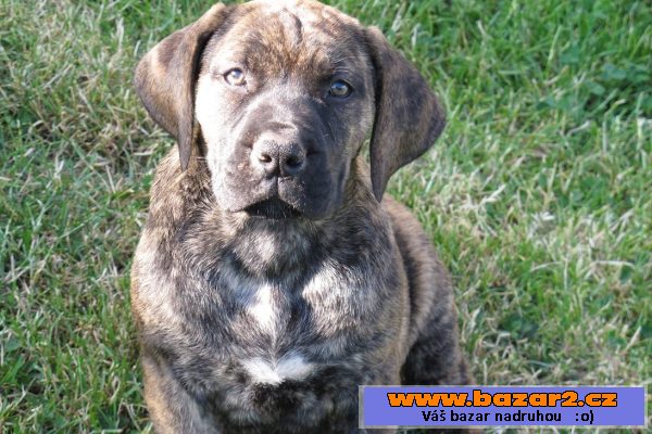 Boerboel, Burbul, Búrský buldog