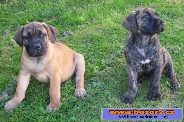 Boerboel, Burbul, Búrský buldog