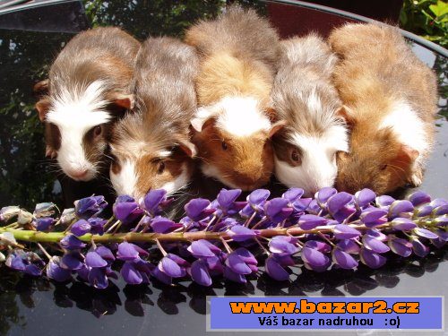 NÁDHERNÁ MORČÁTKA - TEDDY, CRESTED