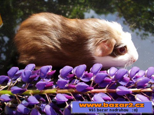 NÁDHERNÁ MORČÁTKA - TEDDY, CRESTED
