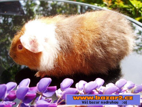 NÁDHERNÁ MORČÁTKA - TEDDY, CRESTED