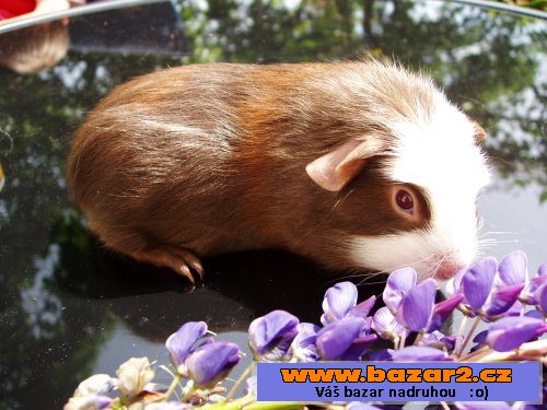 NÁDHERNÁ MORČÁTKA - TEDDY, CRESTED