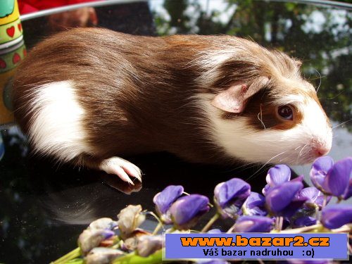 NÁDHERNÁ MORČÁTKA - TEDDY, CRESTED