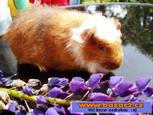 NÁDHERNÁ MORČÁTKA - TEDDY, CRESTED
