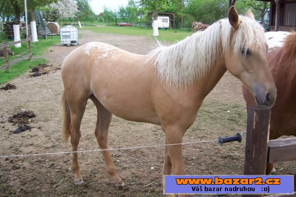 Apaloosa 