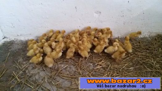 Prodej káčat - kachna pekingská