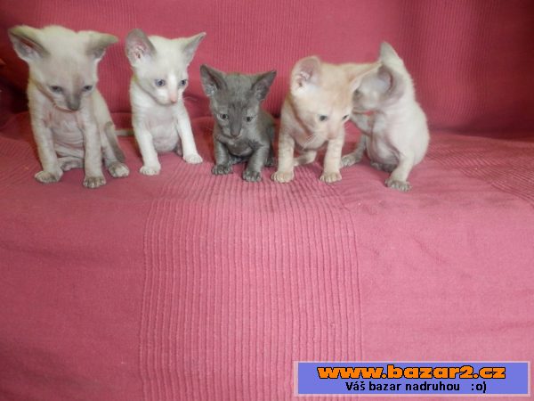 Koťátka cornish rex s PP