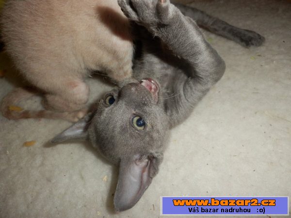 Koťátka cornish rex s PP