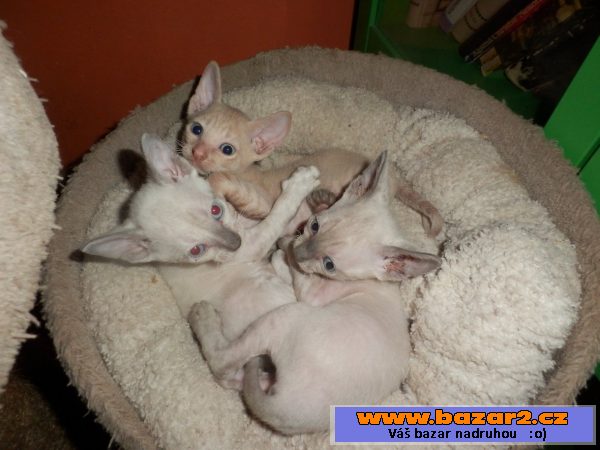 Koťátka cornish rex s PP