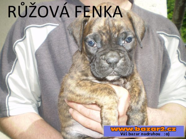 Německý boxer štěňata