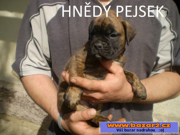 Německý boxer štěňata