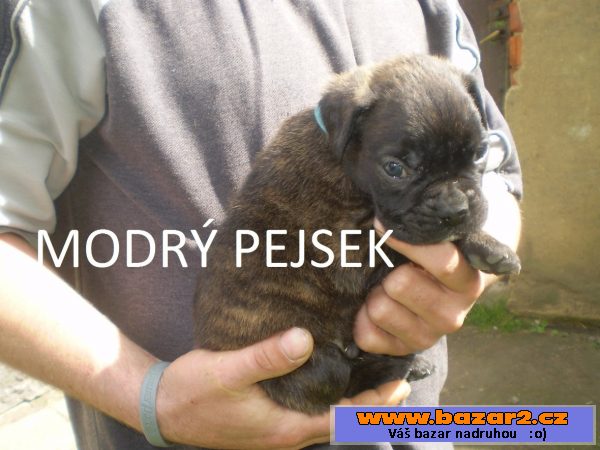 Německý boxer štěňata