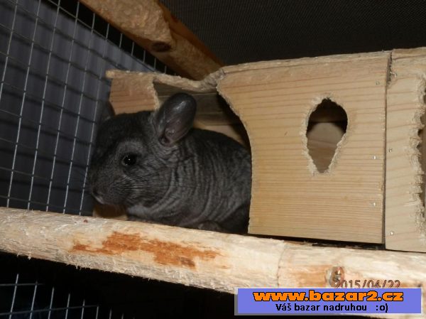 Činčila mládě - samička Black Ebony