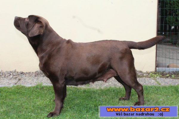 Labrador čokoládová štěňátka s PP