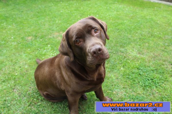 Labrador čokoládová štěňátka s PP