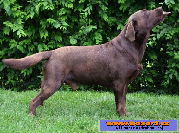 Labrador čokoládová štěňátka s PP