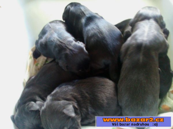 Briard - černá štěňátka 