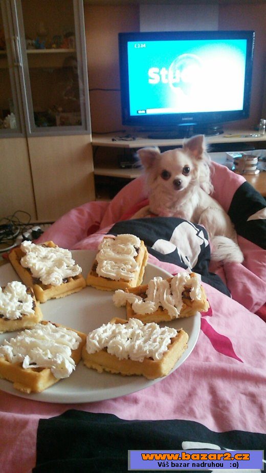 BÍLÁ FENEČKA DLOUHOSRSTÉ ČIVAVY