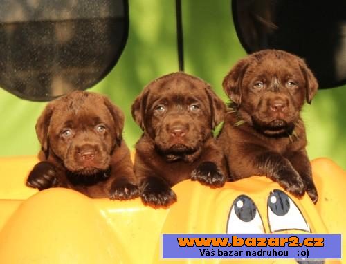 Štěňátka Labrador retrievera