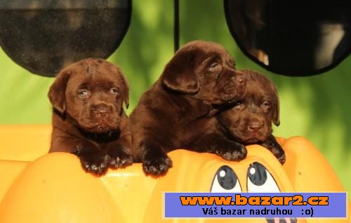 Štěňátka Labrador retrievera