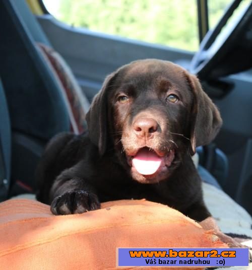Štěňátka Labrador retrievera