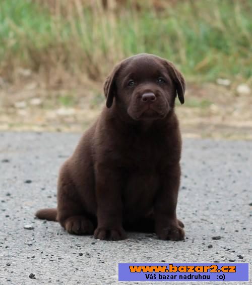 Štěňátka Labrador retrievera